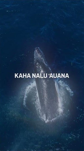 Ke Ānuenue, now with visuals 🌊✨ #AUANA | Cirque du Soleil