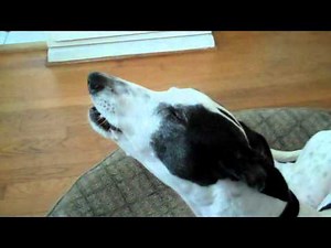 bella the greyhound rooing