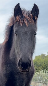 Pryshka , fille d’Unyska et de Baron 😍 | Mérilver - Élevage chevaux de couleurs -