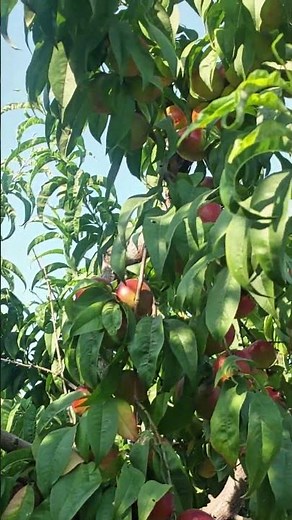 Fresh Peaches in the Orchard | Nature's Sweet Harvest