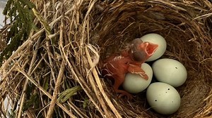 Wendall in the Wild: Mystery of the disappeared brown-headed cowbird chick