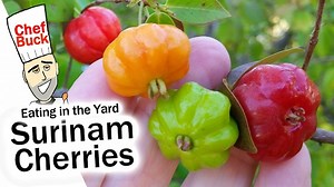 Surinam Cherry - Edible Yard Plants - MyFoodChannel