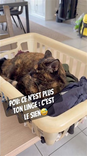 Mémère dort dans la panière de linge 😴