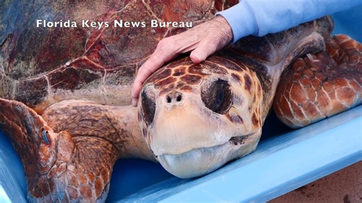 A female loggerhead sea turtle named “Harlow” was returned to the Atlantic Ocean off Marathon. Found unable to dive, emaciated and covered with barnacles by a family that was fishing offshore last June, Harlow gained over 47 million views on The Turtle Hospital's social media accounts during her recovery. She’s been fitted with a satellite tracking tag and you can follow her progress here: https://conserveturtles.org/stctrackingmap/?id=416 💚🐢 🎥: Mike Zimmer, Andy Newman #seaturtle | The Flori