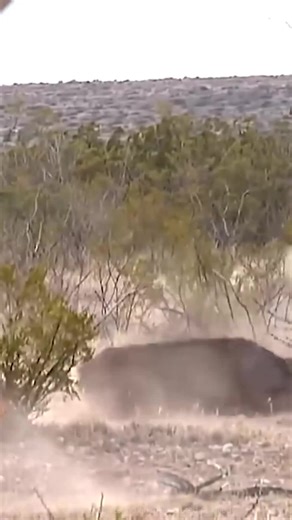 Free gift pack code: deerhunter-->Only Today