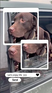 #labrador #goldenretriever #motorcycle #youtubeshorts #youtubfeed #shorts #viral#trending #mountains