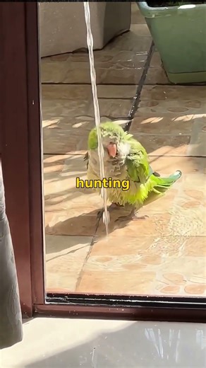 How do some animals mimic their surroundings?