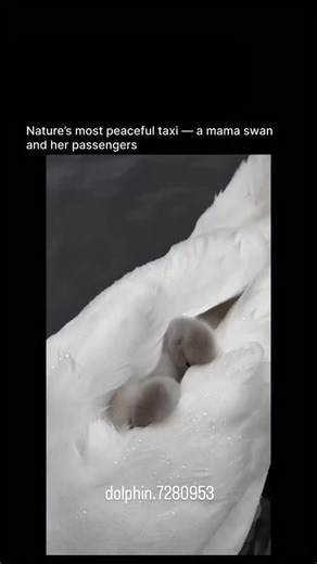 @dolphin.7280953 on Instagram: "Baby swans can swim from the moment they hatch, but you still see them riding on their mother’s back for weeks. The reason is warmth, not ability. Cygnets cannot regulate their body temperature well in cold water, so they tuck between the mother’s wings and feathers to stay dry and warm. Riding high also keeps them safe from underwater predators like pike and snapping turtles. Long swims drain their small bodies quickly, so the parent carries them to feeding areas