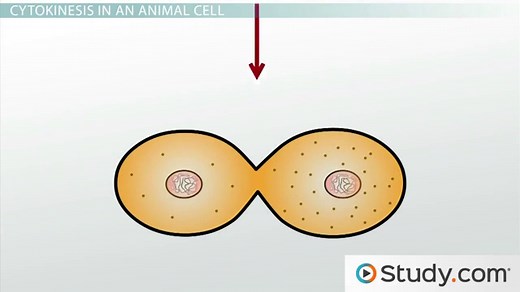 Cytokinesis in Animals and Plants | Definition & Example