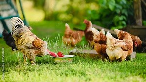 Chickens on the grass. Chickens on the farm. A rooster drinks water. Red chickens. Domestic animals.