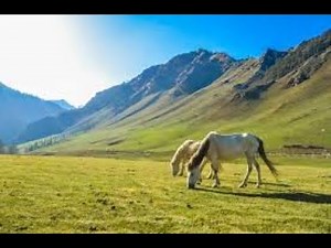 Majestic Desert Horses 🐎 | The Most Beautiful Arabian Stallions in the Sands