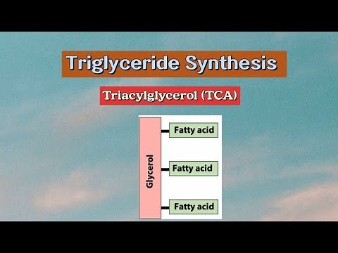 Triglyceride Synthesis (Triacylglycerol TCA) #metabolism #biochemistry #lipids