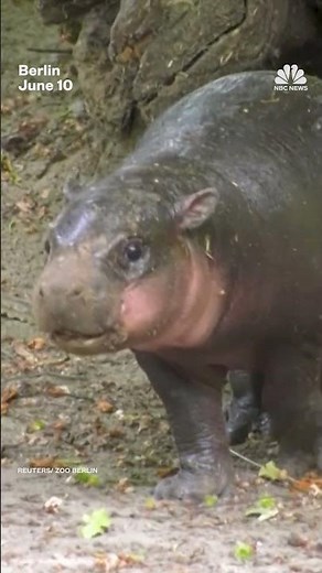 Rare baby hippo makes appearance at Berlin Zoo
