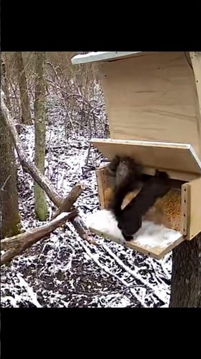 Squirrel gets scared away from feeder#chase#squirrelwatch# #wildlife