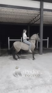 Poder Equino lamenta profundamente la partida del Gran Campeón 🏆BILLONARIO DE JH🏆. Expresamos nuestras condolencias y enviamos mucha fortaleza a su criadero, @criaderolaquimera Sin duda, una gran pérdida para el gremio equino. Su legado y grandeza quedarán en la historia del caballo criollo colombiano. | Poder Equino