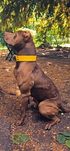 🤔 Quelle note sur 10 pour la condition physique de Odin à 8 ans ? 🇺🇲 What score out of 10 for his fitness shape ? He’s 8! #pitbull #chiens #dogs #shape #sports | Fazio's Red warriors ODIN & SASHA - Pitbull UKC