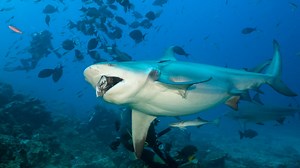 "Haie sind keine blutrünstigen, menschengeilen Mordmonster": Neue Forschung zu Bullenhaien