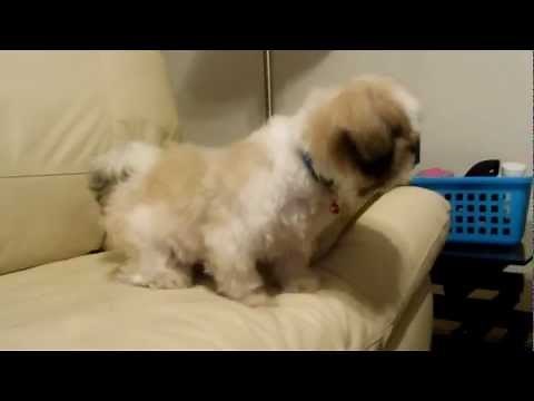 Cute Shih Tzu Puppy Barking