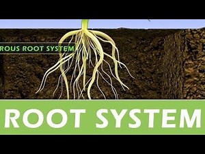 Plant Systems | Root System | Science