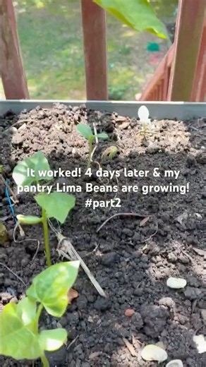 It worked! Growing Pantry Lima Beans (Part 2) #viral #stressfreegardening