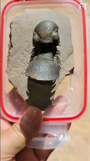 Devonian Dazzler: The RARE Spatula-Tailed Trilobite! #fossils #paleontology