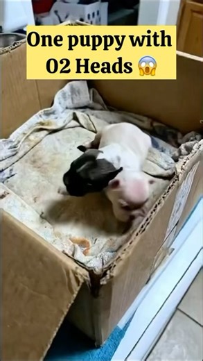 Bicephalic (Two-Headed) Puppy 🐶. #veterinarymedicine