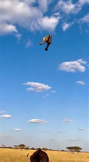 Mother Gaur LAUNCHES Leopard Into The Sky To Save Her Baby 🦬💥