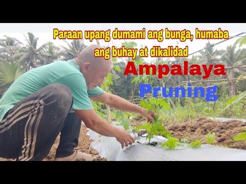 Paraan para dumami ang bunga ng ampalaya