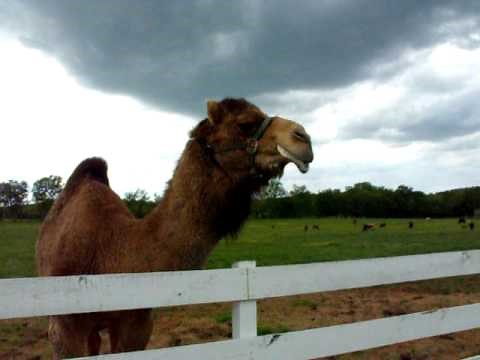 Camel making noises?