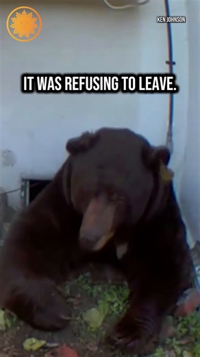 A 550-pound bear that had been living in the crawl space of an Altadena, California home since late November has now left, after the homeowner was helped by volunteer experts. | CBS Mornings