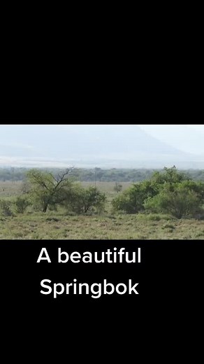 Speed Hunting: Dogs Chasing Springbok in Nature