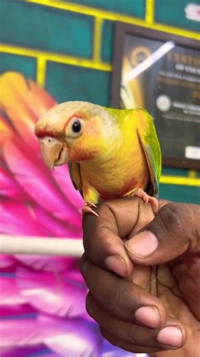 #anirudh #animalsong #birds #bettadubai #bettafishuae #pets #pets #parrot #lifeisbutadream #birdsong