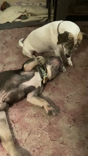 French bulldog and Jack Russell loves to play around