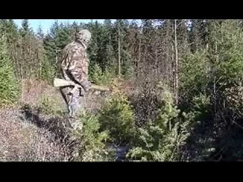 Called in Cougar Mountain Lion Hunt, Taken On Video