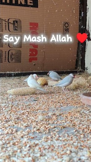 Java finch beauty 😍#javafinch #birds #javasparrow #javabird #nature