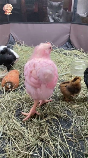 Guinea Pig and Chickens #shorts 6