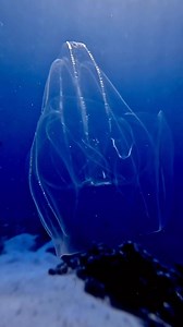 2K views · 293 reactions | The Lobed comb jellyfish by...