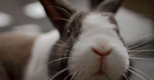 Why Do Bunnies' Noses Twitch?