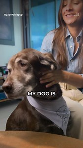 180 reactions | Making dogs (and their humans) extra adorable! | My Adorable Pup | Facebook