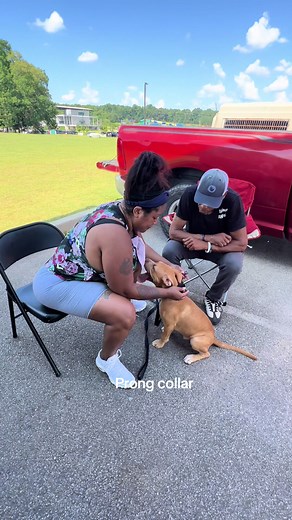 Here, the handler is learning how to put the prong collar on their dog( first time) and how the collar works! Checkout how Titan is sitting there so chill!🐕🐕🏆🏆. Stay Consistent! Be Patient! Build Foundation!🏆🏆