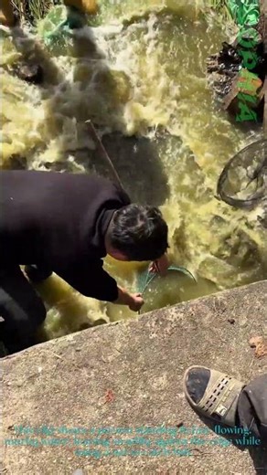 Catching Koi Fish in Fast-Flowing Water: Successful Net Catch