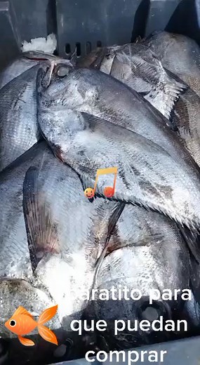 Fish Processing Techniques in Outdoor Markets