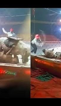 A tiger and a lioness attack a horse in a circus 2018
