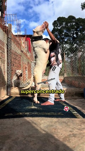 4 secretos del Dogo Argentino que casi nadie te cuenta