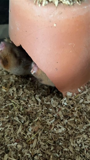 Don't Touch Me: The Mole Challenge Explained