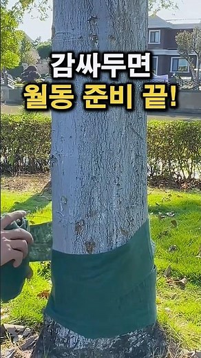 나무 월동 준비, 이렇게만 감싸두세요 #방한덮개