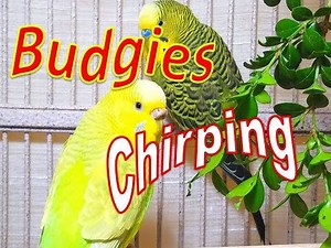 157 Min Budgies Chirping, Happy Parakeets Sounds From Summer Heat
