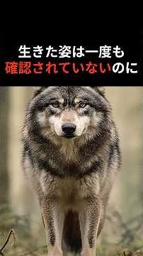 [A New Species That Disappeared from History] The True Identity of the Andean Wolf #AndeanWolf #U...
