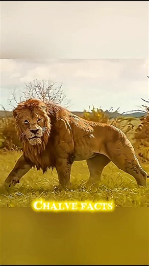 most legendary lions ever lived 😈