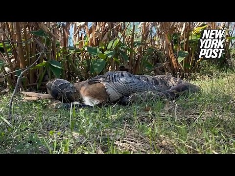 Crazy video shows massive python swallowing a deer whole